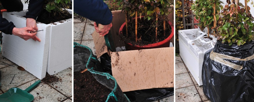 Zdj. 2. Zimowanie powojników w pojemnikach na balkonie na dwa sposoby  —  za pomocą płyt styropianowej oraz w kartonie. Archiwum CLEMATIS.